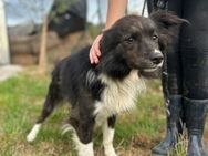 JASPER - zugänglich und verschmust - Overath