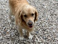 Golden Retriever Rüde sucht ein neues liebevolles Zuhause - Mohlsdorf-Teichwolframsdorf