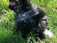 COCKER SPANIEL Wurfankuendigung VDH - Kitzingen
