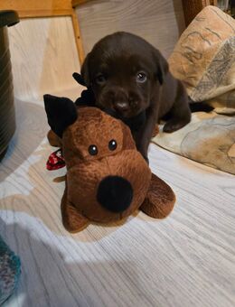 Labrador, Arbeitslinie, Welpen, Schoko - Warburg (Hansestadt)