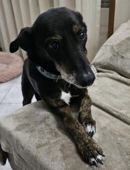 Zauberhafter Roscas - Eichenzell