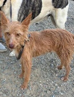 VIGO, Rauhaar Podenco, geb. 05/2017 - Heidenrod