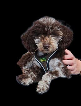 Zwergpudel 7 Monate Rüde schoko merle - Kalkar