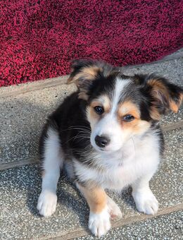 Tommy sucht noch ein liebes zu Hause - Zehdenick Zentrum