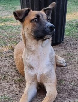 ❣️Inga 🐕 - sanftmütige 💖 Schönheit❣️ - Eislingen (Fils)