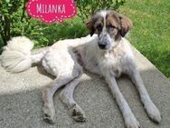 Milanka eine tolle Hündin - Flörsheim-Dalsheim