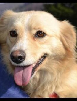 Kuschelkörbchen Für Lea gesucht - Greiz