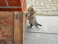 Katzenbaby / Kater - Karstädt (Brandenburg)