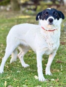 SLAVA, Mix, geb. 08/2024 - Heidenrod