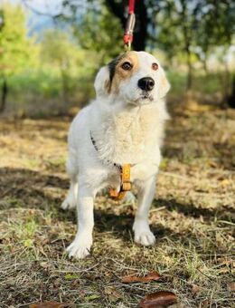 ZURi 😍 die Schöne, sucht ein Körbchen - Mylau