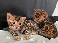Wunderschöne Bengal Kitten suchen ihr Traumzuhause (mit Stammbaum) - Linsburg
