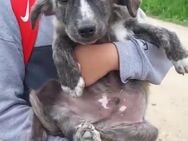 Süßer Timo🌺 sucht liebevolle Familie - Seggebruch
