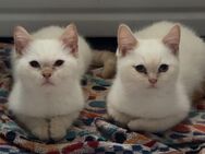 Britisch Kurzhaar Kitten - Berlin Neukölln
