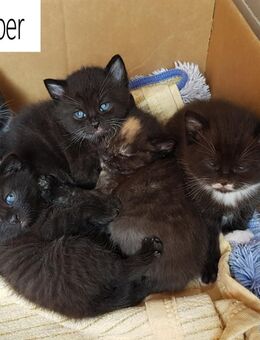 Süße BKH Mix Kitten Britisch Kurzhaar Katzen Babys - Rennau