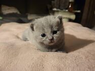 Bkh Kitten( nur noch 3 Katerchen) - Siegen (Universitätsstadt) Sohlbach