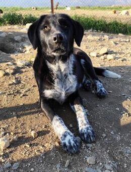 BISCUIT - süßer Jungspund sucht Heim - Aerzen