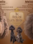 Wurfankündigung Großpudel / Königspudel in 29525