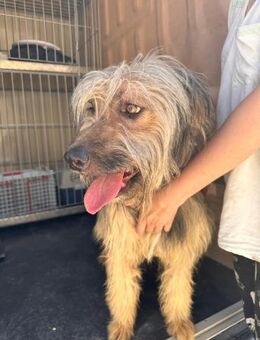 Grenas hatte einen schweren Start - Wöllstadt