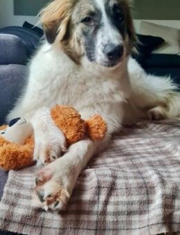 Ozora bezaubernde Herdenschutzhündin❤ - München