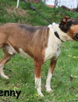 Kenny - aktiver Familienhund - Kissing