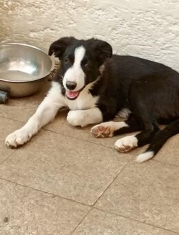 Border Collie junge - Rinchnach
