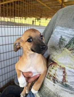 Ayla auf der Suche nach ihrer Familie - Bissingen