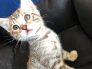 Bengal Kater Silver Reinrassig Champion Linie - Werther (Westfalen) Zentrum