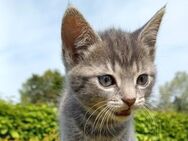 5 bezauberne Katzenbabys Bkh Mix - Uplengen