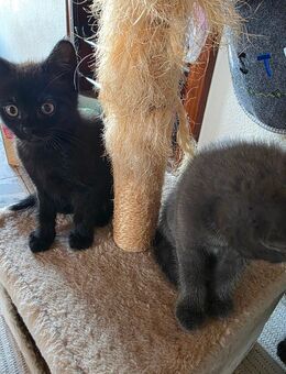 Katze (Kitten, britisch kurzhaar mix) zu verkaufen - Heinsberg