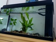 JUWEL 110l LED Aquarium - Hagen (Stadt der FernUniversität) Emst