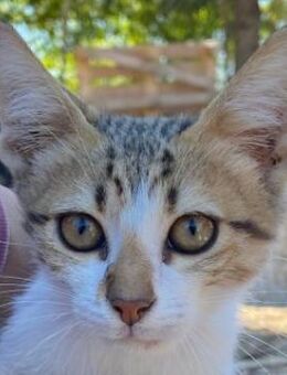 Fenris, geb. ca. 07/2025, GRIECHENLAND - Markdorf