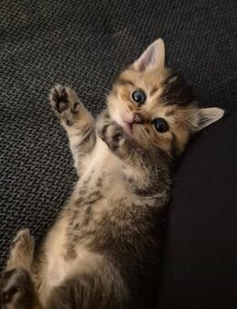 BKH kitten - Hörstel
