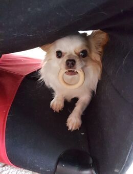 Langhaar-Chihuahua (11 Jahre, kastriert) in liebevolle Hände abzugeben ❤️ - Dossenheim