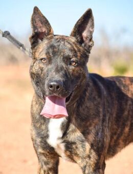 Rico sucht aktive und fröhliche Menschen - Laatzen