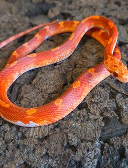 Hypo Blood Motley Pied, Hypo Blood Pied - Schwelm
