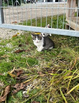 Nette Katzen in liebevolle Hände Abzugeben. - Hohenthann