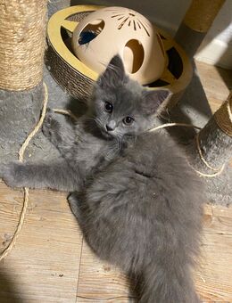 Bkh kitten sofort abgebe bereit - Düsseldorf