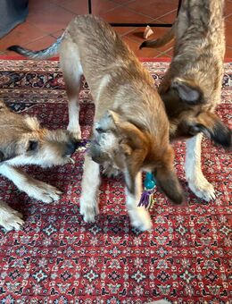 Berger de Picard Welpe - Furth