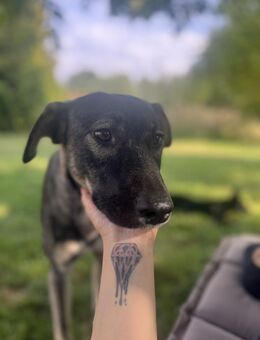 Junghund MORITZ sucht seine Menschen! - Berlin