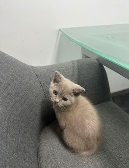 BKH kitten - Hohenahr