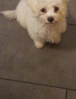 Malteser Bichon Welpen - Kempten (Allgäu)