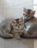 BKH Kitten / Kätzchen, männlich und weiblich in 20537