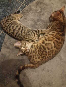 Bengal Russisch-Blau Edelmix - Schöppingen