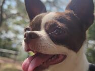 Chihuahua Hündin 8 Jahre - Nideggen