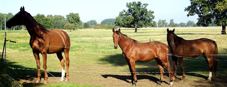 Reitferienlager /Reiterferien als Wildniscamp in Bad Belzig - Bad Belzig