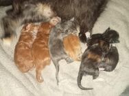 Reinrassige Maine Coon Kitten - Minden Stemmer