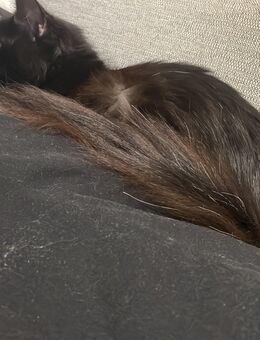 Reinrassige Maine coon - Grimmen