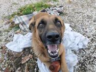 Loki - Zuhause mit Herz gesucht - Grevenbroich