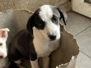 LOKI - sucht Liebe & Streicheleinheiten! - Velbert