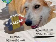 KARZAN - möchte das Hunde-ABC lernen - Waakirchen